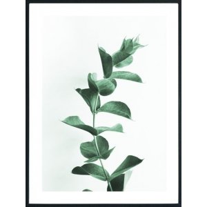 Posterworld - Motif Eucalyptus - 70x100 cm