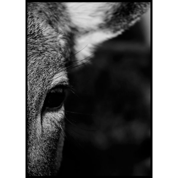 DEER CLOSE UP - Poster 50x70 cm