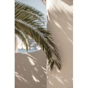 Poster - Palmleaf - 21x30