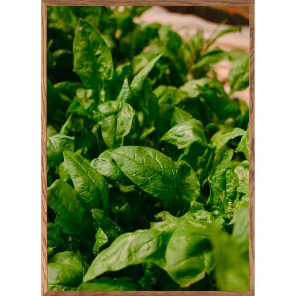Affiche - Feuille verte