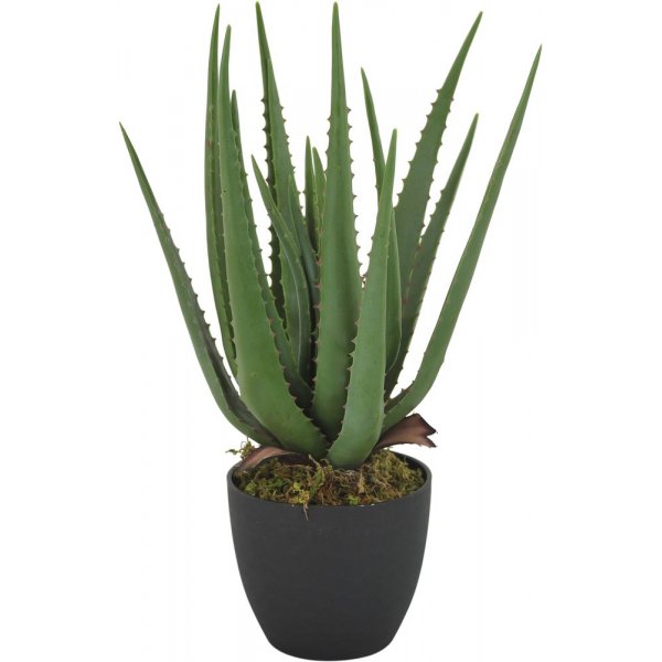 Verde planta