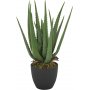 Verde planta