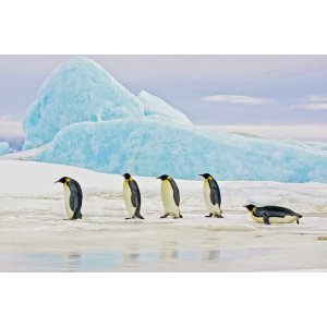 Glastavla - Penguins - 120x80 cm
