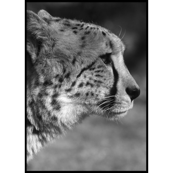 GEOPARD PROFILE - Poster 50x70 cm