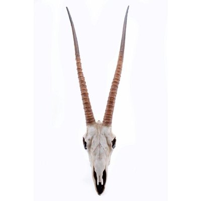 Vggdekoration oryx horn