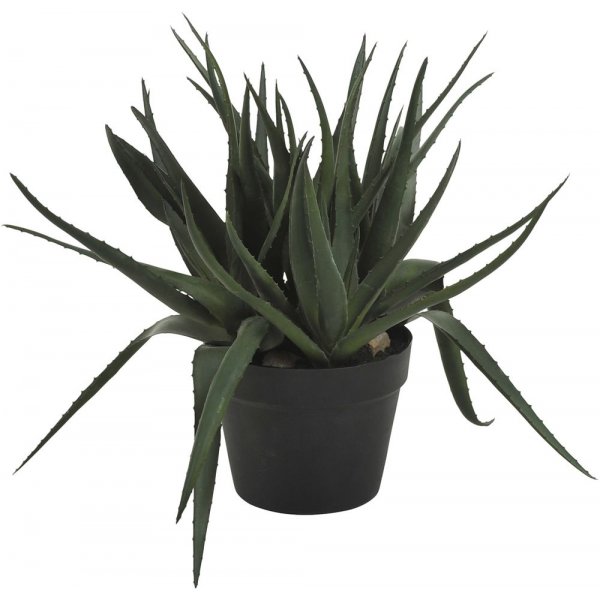 Sunday aloveraplanta 42 cm - Svart